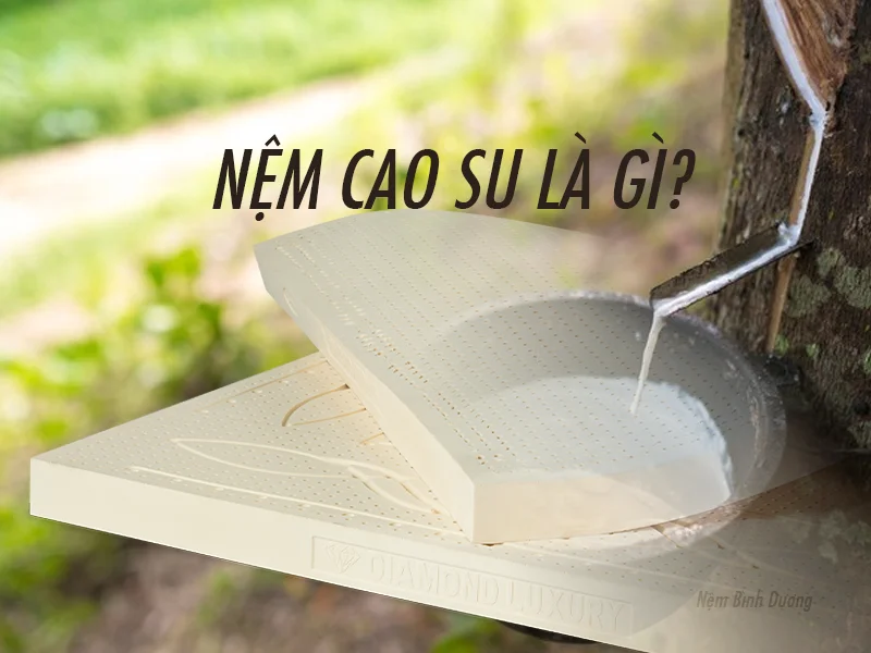 Cửa Hàng Nệm Cao Su Bình Dương - Nệm cao su là gì?