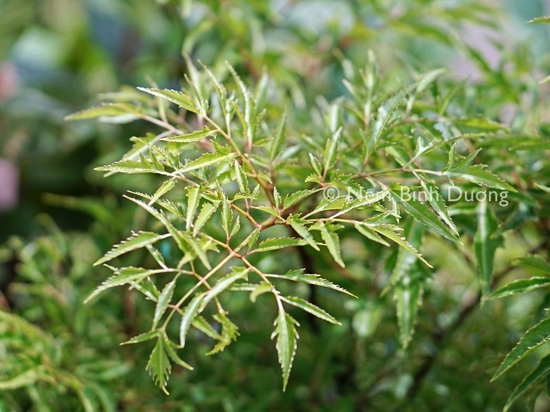 Cách dùng lá đinh lăng chữa mất ngủ hiệu quả