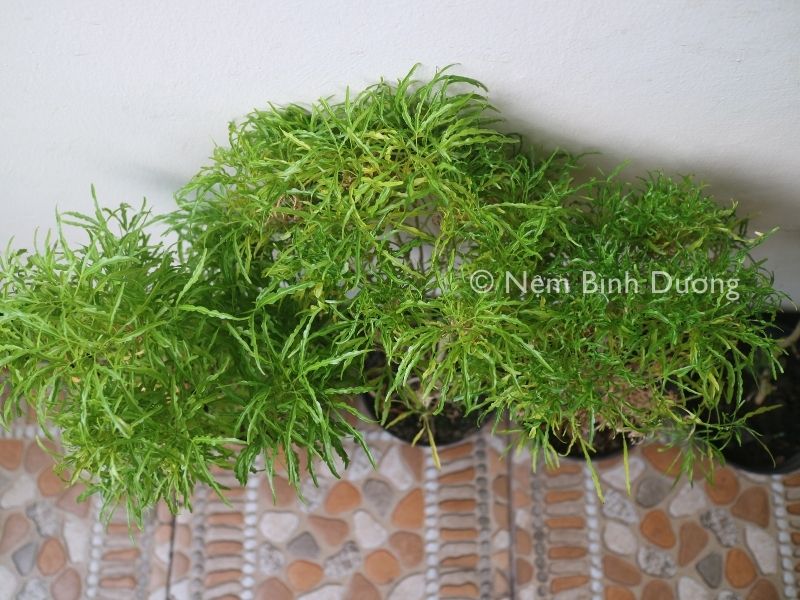 Cách dùng lá đinh lăng chữa mất ngủ hiệu quả