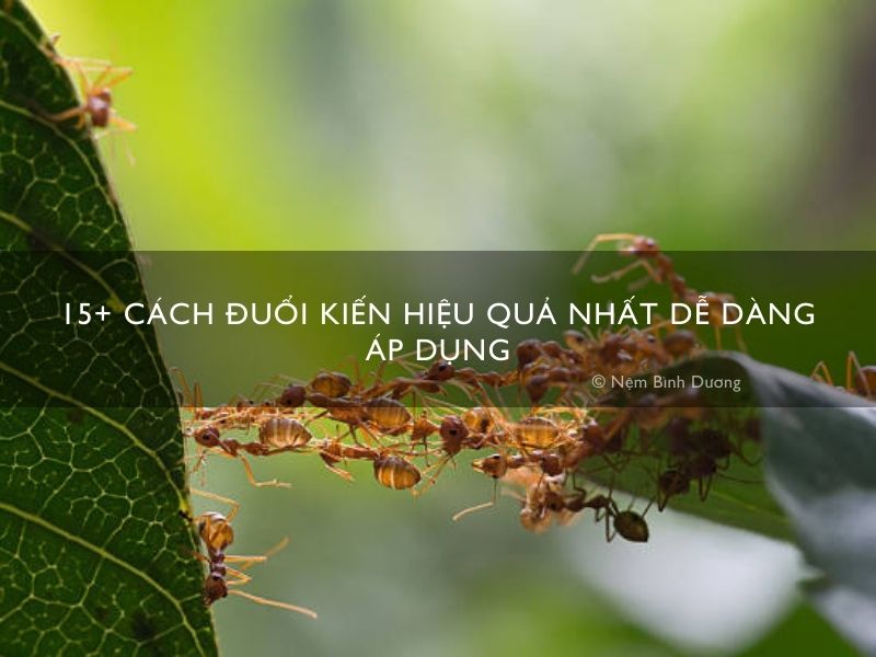 15+ cách đuổi kiến hiệu quả nhất dễ dàng áp dụng