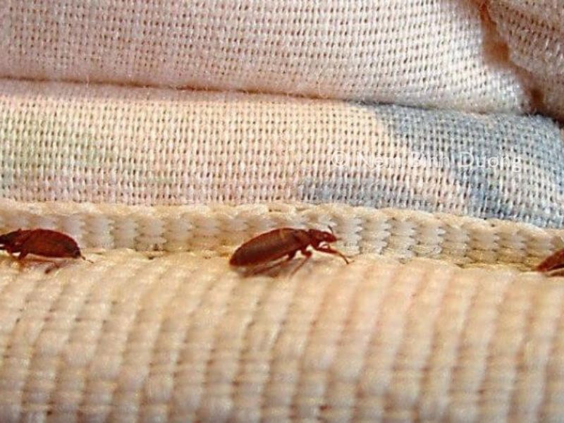nhận biết nệm có rệp và biện pháp phòng tránh rệp