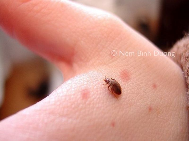 nhận biết nệm có rệp và biện pháp phòng tránh rệp
