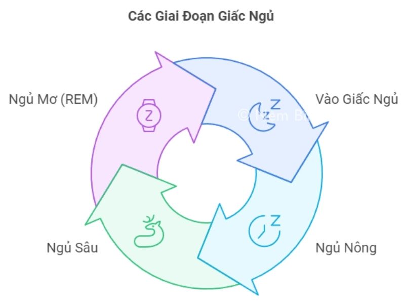 Các giai đoạn của giấc ngủ