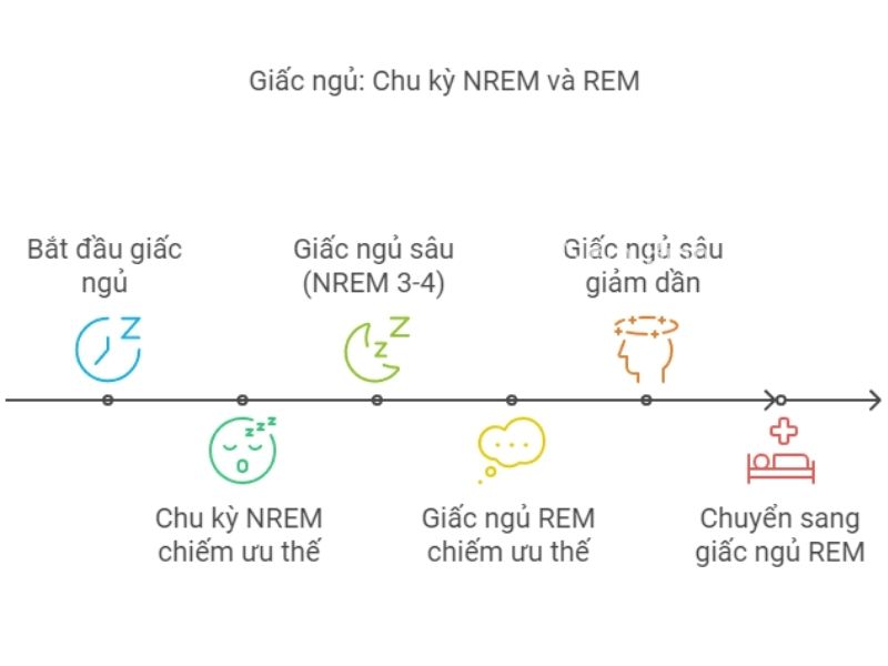 Sự luân phiên giữa chu kỳ NREM và REM