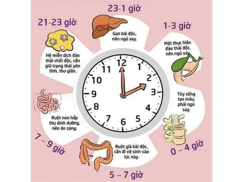 Cách hoạt động của đồng hồ sinh học giấc ngủ