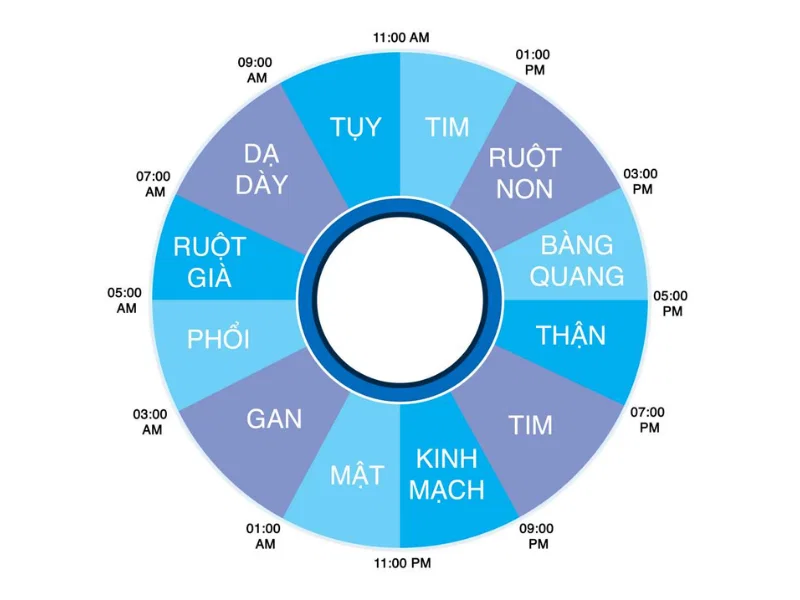 Cách hoạt động của đồng hồ sinh học giấc ngủ