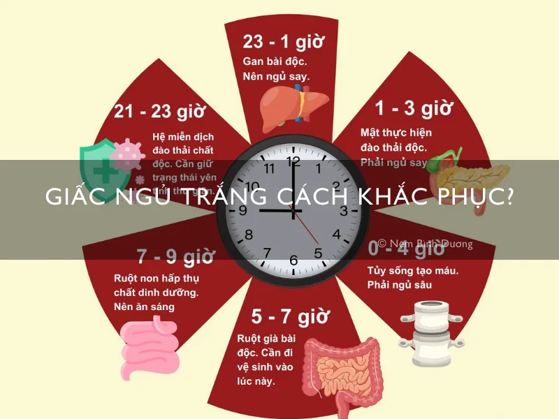 Cách hoạt động của đồng hồ sinh học giấc ngủ