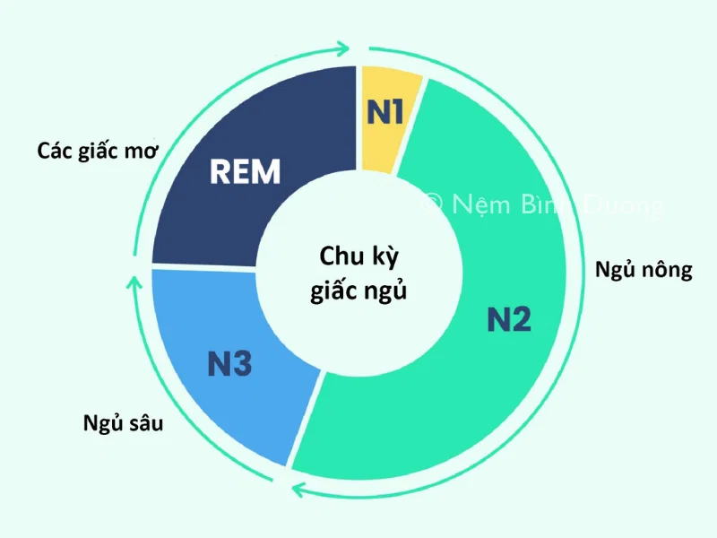 Cách tính chu kỳ giấc ngủ để xác định thời gian ngủ hợp lý