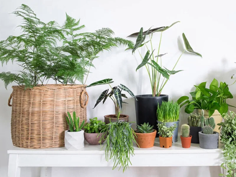 Cách tăng độ ẩm trong phòng ngủ mùa đông