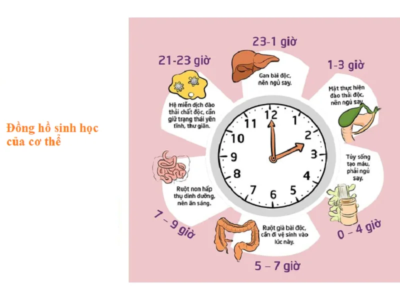 Khung giờ vàng để ngủ giúp cơ thể phục hồi tốt nhất