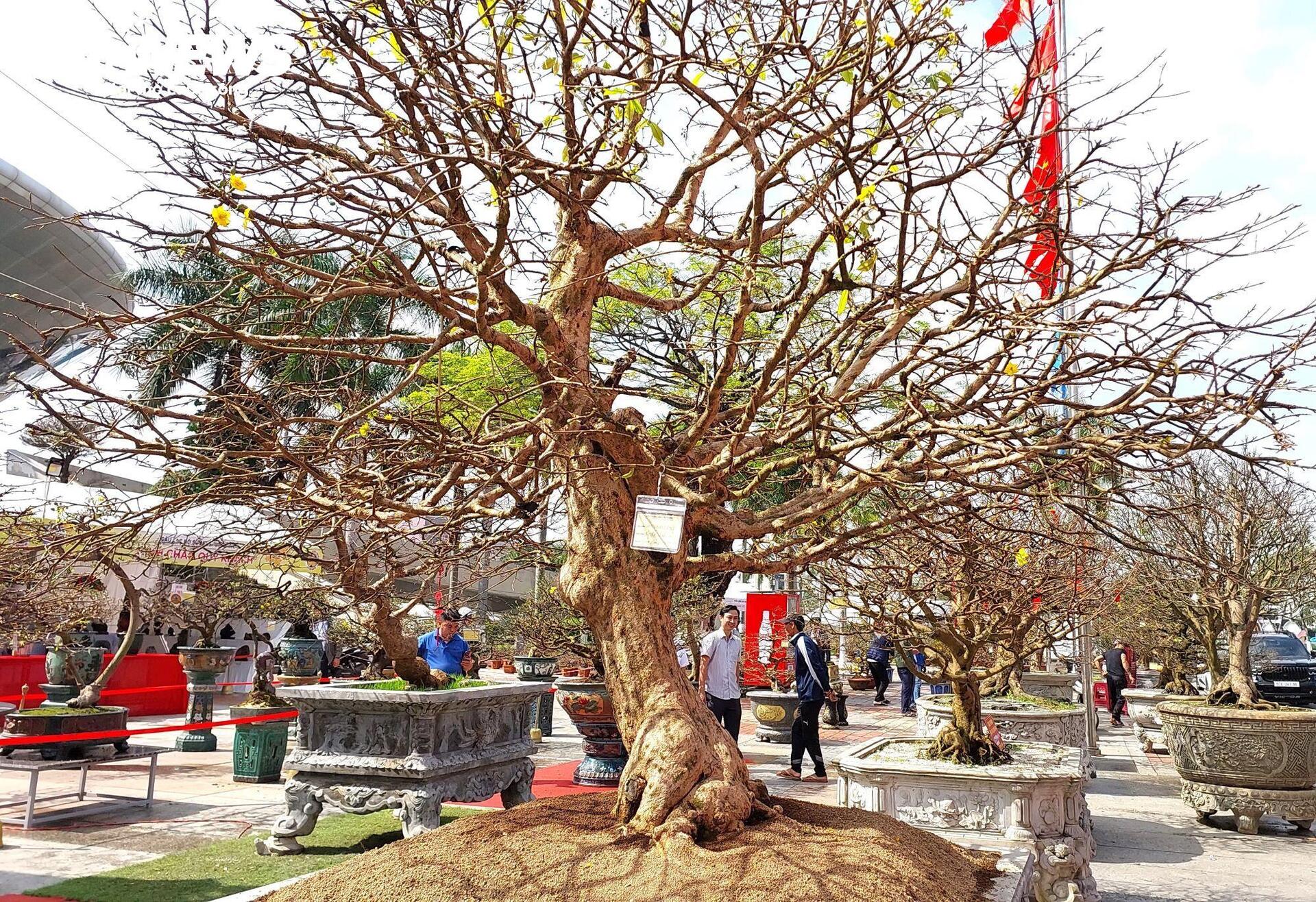 Dịch Vụ Cho Thuê Mai Tết 2026 Trọn Gói – Vườn Mai Miền Nam