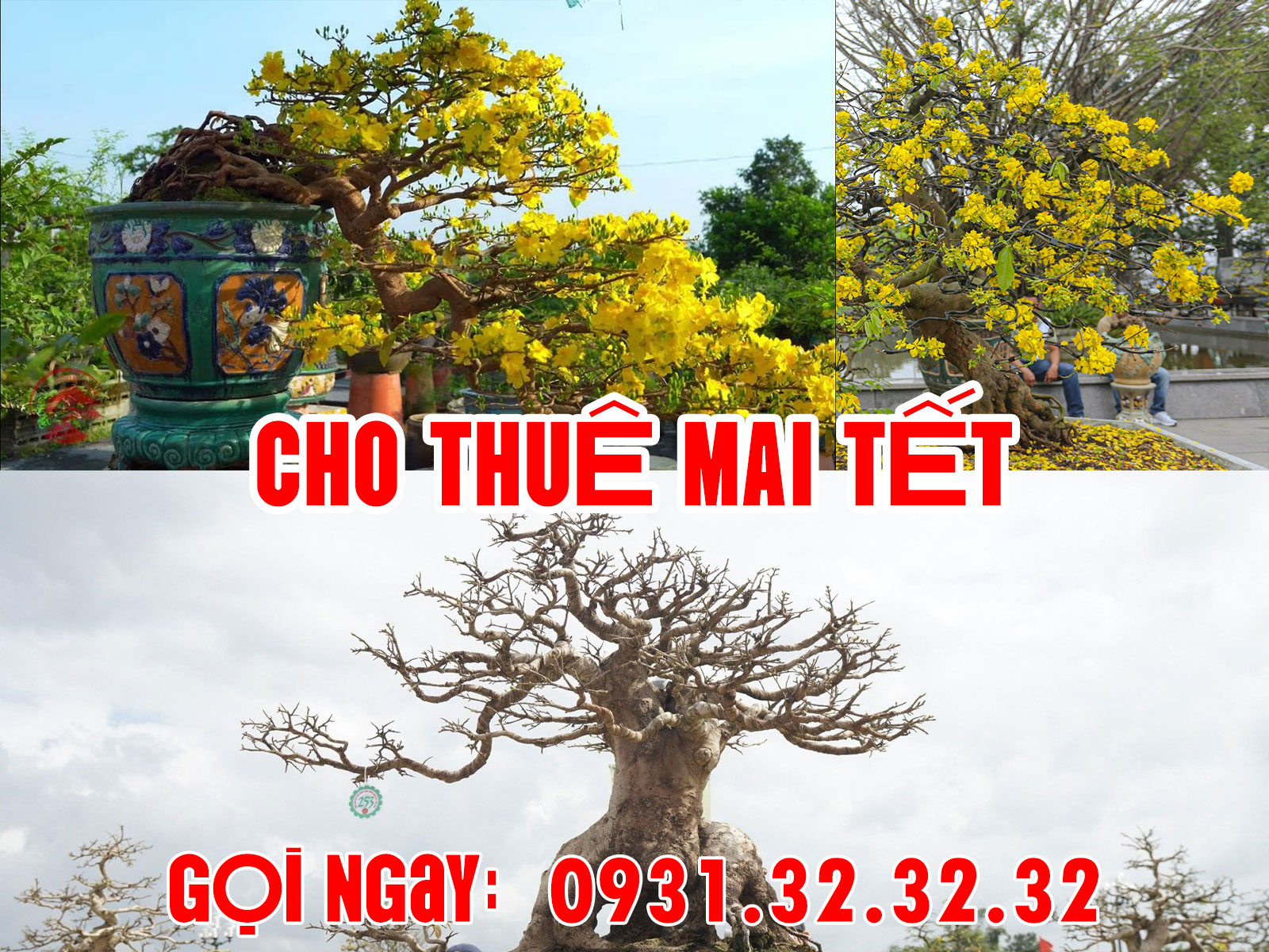 Dịch Vụ Cho Thuê Mai Tết 2026 Trọn Gói – Vườn Mai Miền Nam
