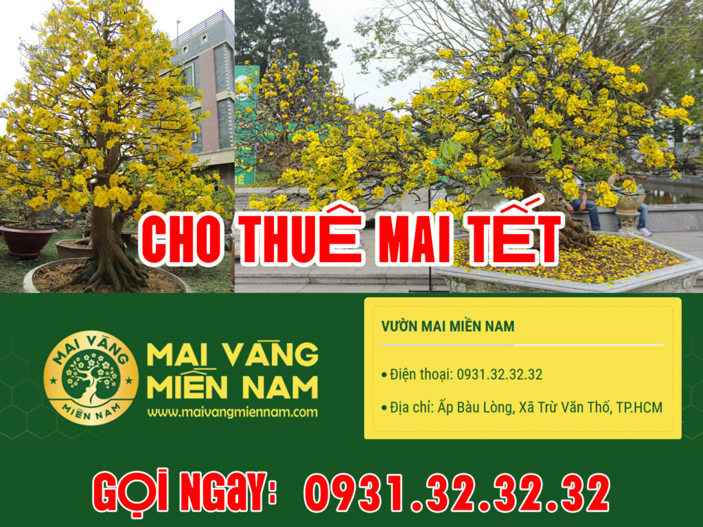cho thue mai tet maivangmiennam