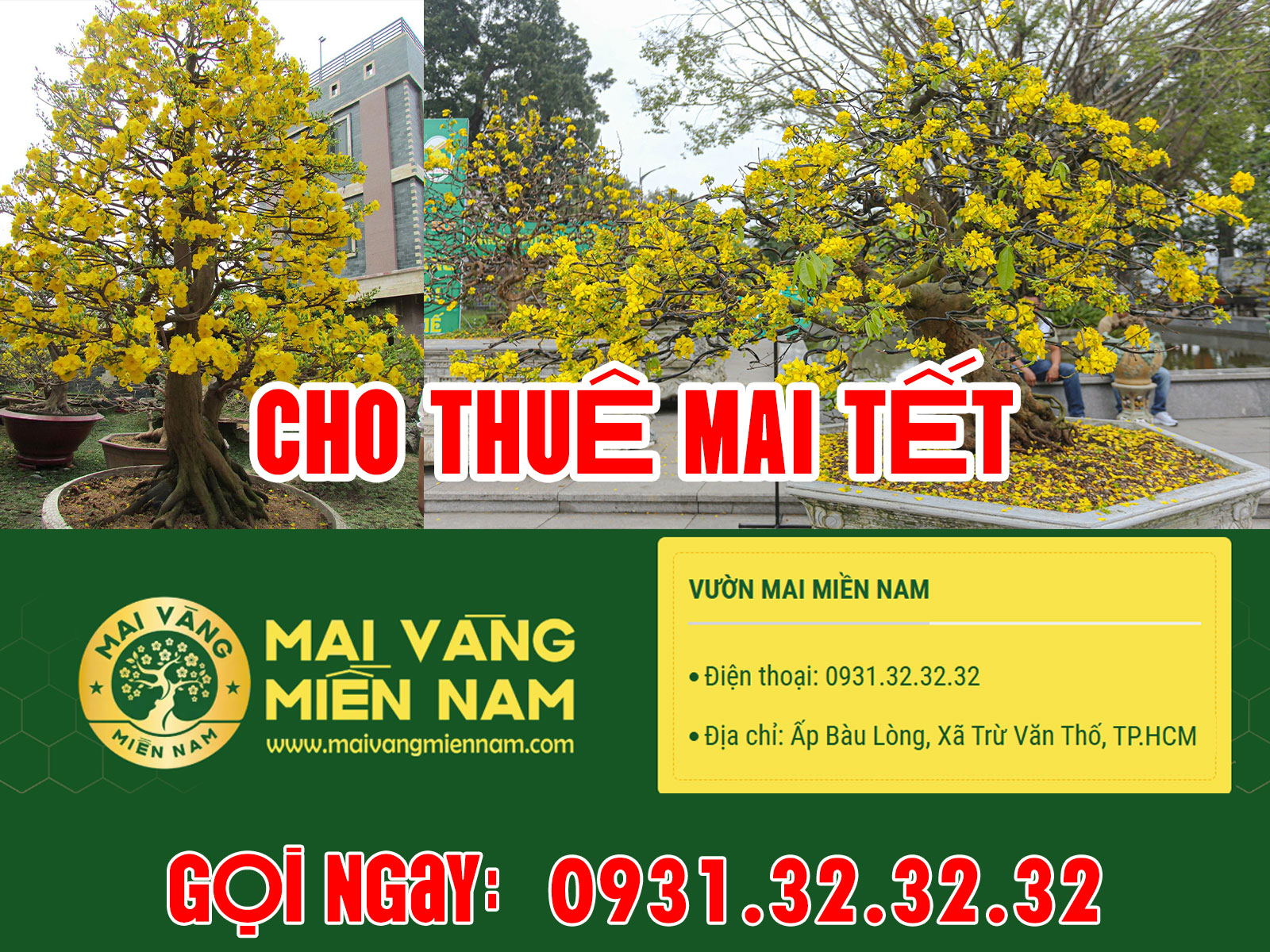 Dịch Vụ Cho Thuê Mai Tết 2026 Trọn Gói – Vườn Mai Miền Nam