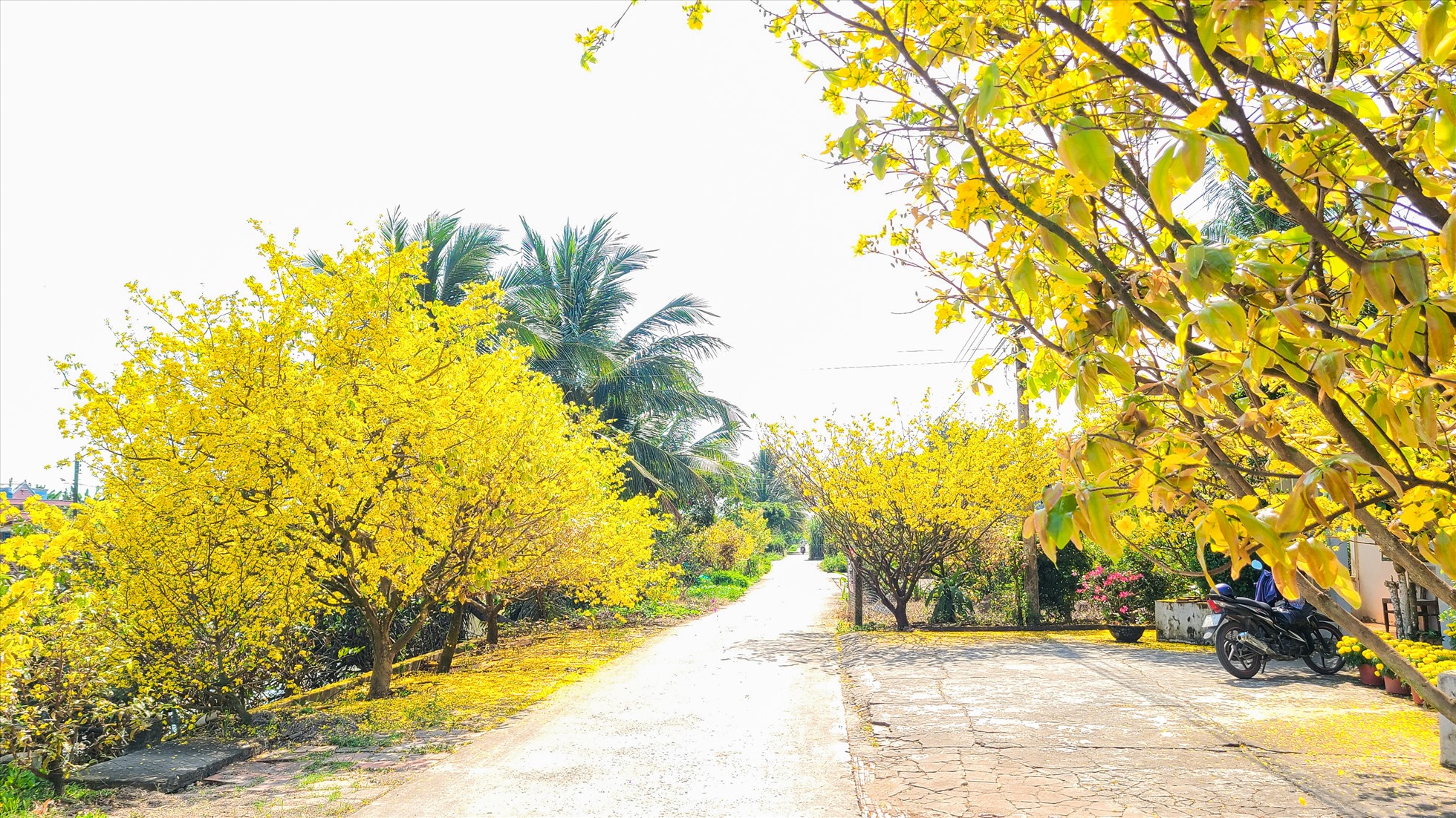 Dịch Vụ Cho Thuê Mai Tết 2026 Trọn Gói – Vườn Mai Miền Nam