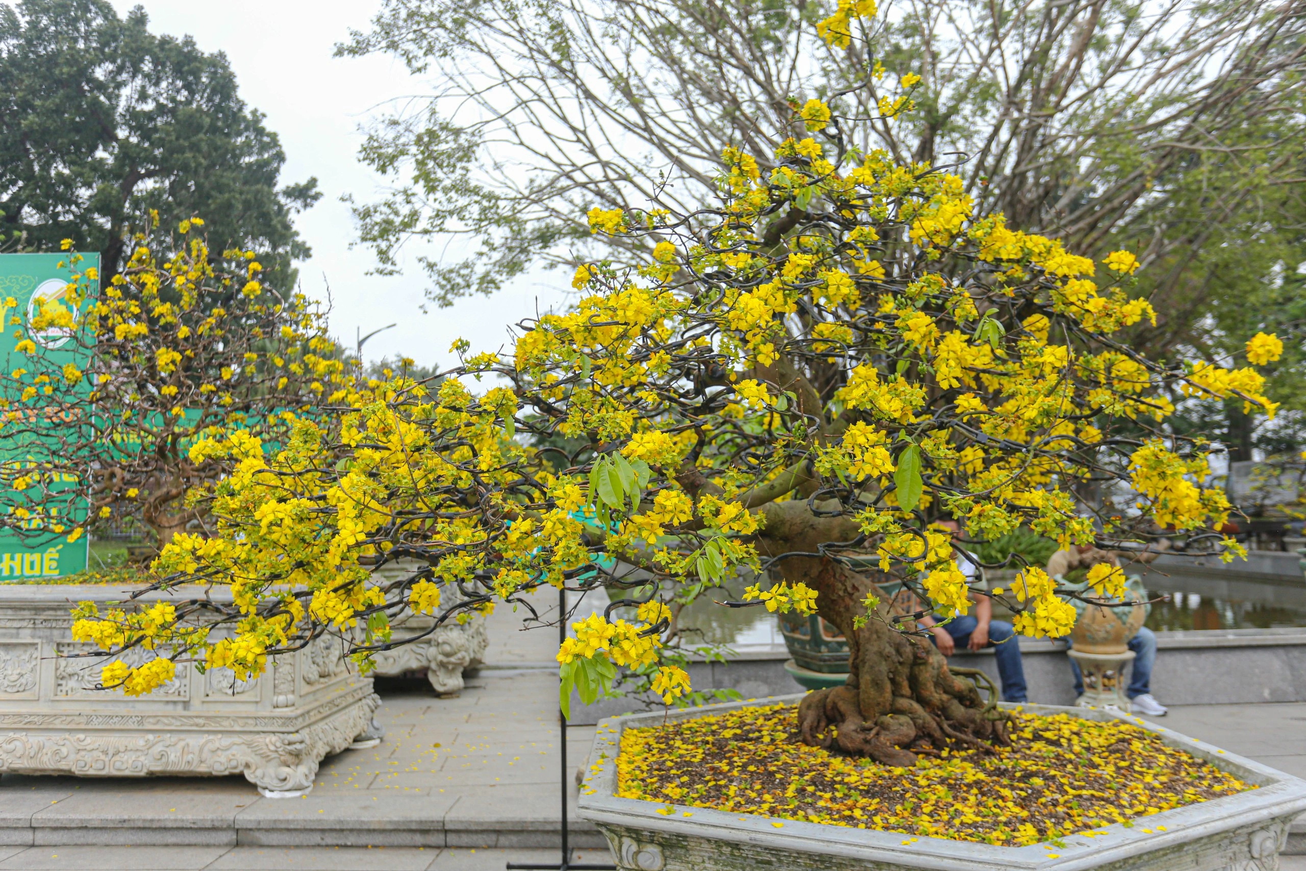 Dịch Vụ Cho Thuê Mai Tết 2026 Trọn Gói – Vườn Mai Miền Nam