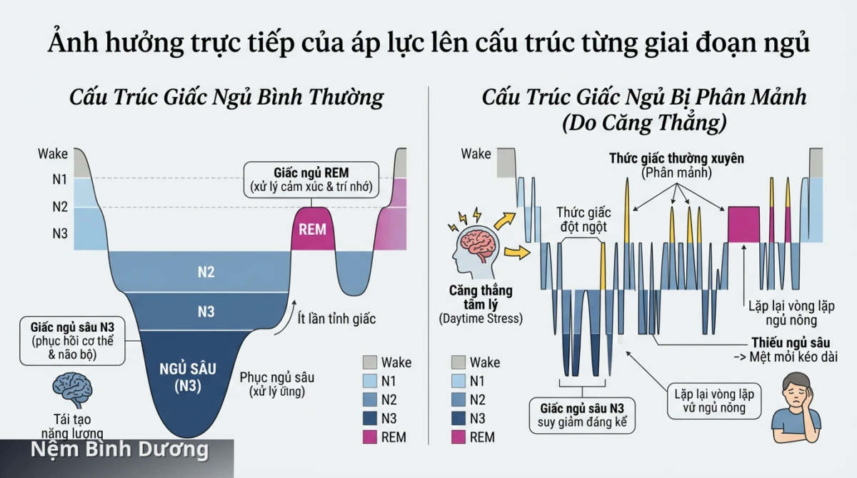 Cấu trúc giấc ngủ bị thay đổi và phân mảnh khi hệ thần kinh chịu nhiều áp lực ban ngày - Căng thẳng ban ngày tác động đến giấc ngủ ban đêm ra sao?